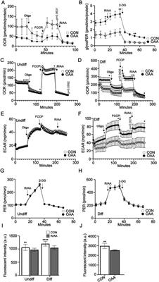 Oxaloacetate enhances and accelerates regeneration in young mice by promoting proliferation and mineralization